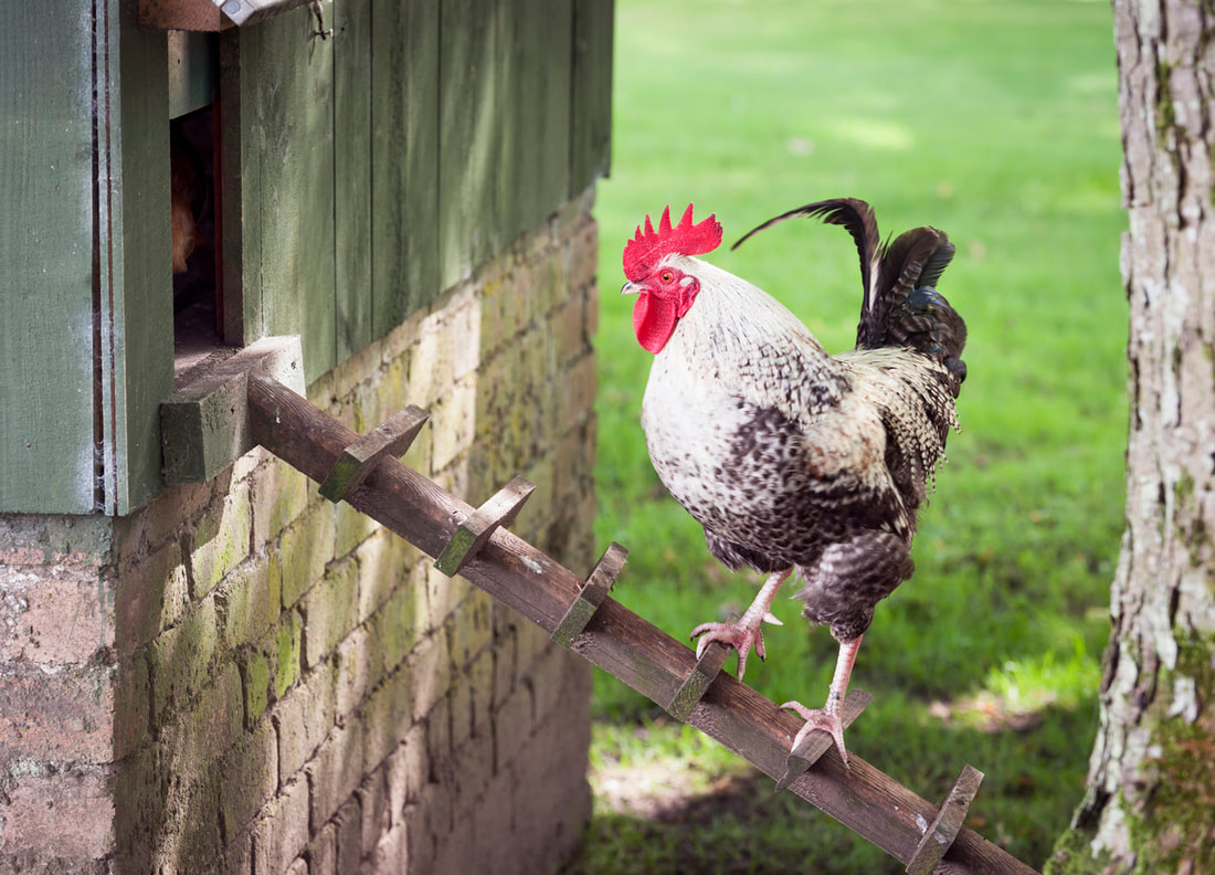 Blog - TREATS FOR CHICKENS